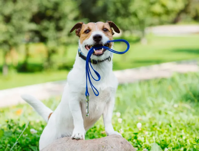 Small white dog holding a blue leash in its mouth standing on a rock in a grassy field.